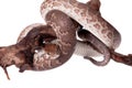 Hispaniolan boa on white background Royalty Free Stock Photo