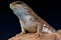 Hispaniolan Curlytail Lizard Royalty Free Stock Photo