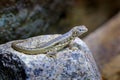Hispaniolan curlytail lizard, leiocephalus schreibersii, sitting on the stone in the nature habit. Reptile in the rock mountain