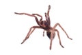 Hispaniolan Giant Tarantula Phormictopus cancerides, young female