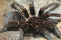 Hispaniolan giant tarantula Royalty Free Stock Photo