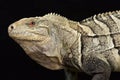 Hispaniolan ground iguana Cyclura ricordi