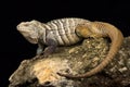 Hispaniolan ground iguana Cyclura ricordi