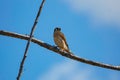 Hispaniolan Kestrel perched at the intersection of two branches, against blue sky