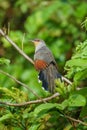 Hispaniolan lizard cuckoo perched on a branch with feathers puffed