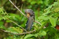 Hispaniolan lizard cuckoo perched on a branch gnawing at it with it\'s beak