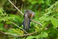 Hispaniolan lizard cuckoo perched on a branch with head down to preen extended tail feathers