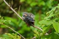 Hispaniolan lizard cuckoo perched on a branch, stretching around to preen it\'s tail feathers