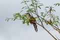 Hispaniolan lizard cuckoo perched at the top of a tree in thin leaf cover