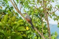 Hispaniolan lizard cuckoo perched on the trunk of a tree surrounded by green leaf cover