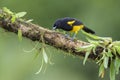 Hispaniolan Oriole - Icterus dominicensis