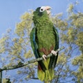 Hispaniolan Parrot, amazona ventralis, Adult standing on Branch, Calling