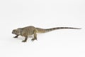 Hispaniolan Rhinoceros Iguana lizard Cyclura cornuta cornuta isolated on white background Royalty Free Stock Photo