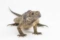 Hispaniolan Rhinoceros Iguana lizard Cyclura cornuta cornuta isolated on white background