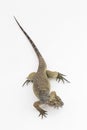 Hispaniolan Rhinoceros Iguana lizard Cyclura cornuta cornuta isolated on white background Royalty Free Stock Photo