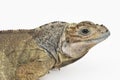 Hispaniolan Rhinoceros Iguana lizard Cyclura cornuta cornuta isolated on white background Royalty Free Stock Photo