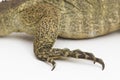 Hispaniolan Rhinoceros Iguana lizard Cyclura cornuta cornuta isolated on white background