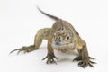 Hispaniolan Rhinoceros Iguana lizard Cyclura cornuta cornuta isolated on white background