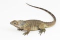 Hispaniolan Rhinoceros Iguana lizard Cyclura cornuta cornuta isolated on white background