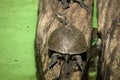 Hispaniolan slider a freshwater turtle sitting on a submerged log