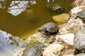 Hispaniolan slider (Trachemys decorata) turtle in pond Royalty Free Stock Photo