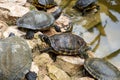 Hispaniolan slider (Trachemys decorata) turtles in pond Royalty Free Stock Photo
