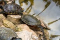 Hispaniolan slider (Trachemys decorata) turtles in pond Royalty Free Stock Photo