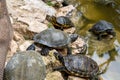 Hispaniolan slider (Trachemys decorata) turtles in pond Royalty Free Stock Photo