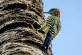 Hispaniolan Woodpecker or Melanerpes striatus on palm stem close