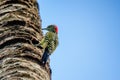 Hispaniolan Woodpecker or Melanerpes striatus on palm stem close