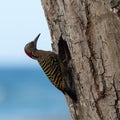 Hispaniolan Woodpecker on a palm stem