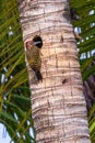 Hispaniolan Woodpecker Melanerpes striatus