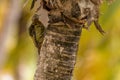 Hispaniolan Woodpecker Melanerpes striatus