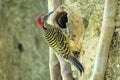 Hispaniolan woodpecker