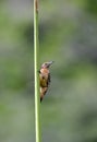 Hispaniolaspecht, Hispaniolan Woodpecker, Melanerpes striatus