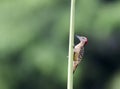 Hispaniolaspecht, Hispaniolan Woodpecker, Melanerpes striatus