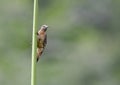 Hispaniolaspecht, Hispaniolan Woodpecker, Melanerpes striatus