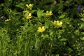 Hispid Buttercup 812268