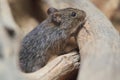 Hispid cotton rat