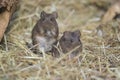 Hispid cotton rat