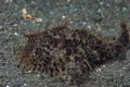 Hispid Frogfish Antennarius striatus Royalty Free Stock Photo