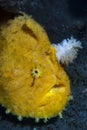 Hispid Frogfish Antennarius hispidus Royalty Free Stock Photo