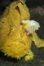 Hispid Frogfish Antennarius hispidus Royalty Free Stock Photo