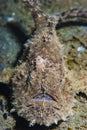 Hispid Frogfish Antennarius hispidus Royalty Free Stock Photo