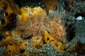 Hispid Frogfish Antennarius hispidus Royalty Free Stock Photo