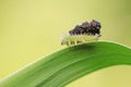 Hispidae insects larvae on plant Royalty Free Stock Photo