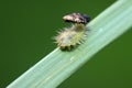 Hispidae insects larvae on plant Royalty Free Stock Photo