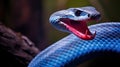 hiss blue snake