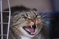 Hissing Cat Royalty Free Stock Photo