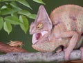 Hissing Chameleon Royalty Free Stock Photo